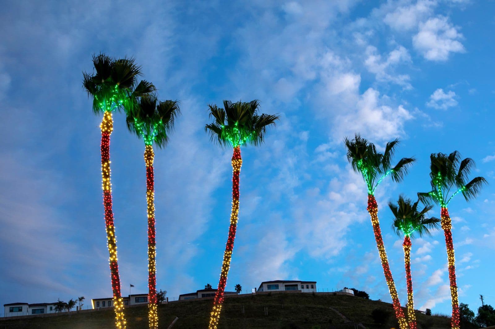 Tall palms with color trunk wraps photographed in daylight